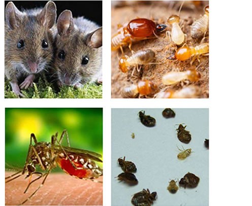 斗門珠海消殺殺蟲公司收費(fèi)多少錢【專業(yè)殺蟲】