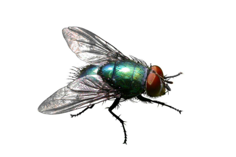 鼠害與蟲害治理，清波滅鼠控蟲公司，學(xué)校幼兒園殺蟲滅鼠方案，防鼠滅鼠抓老鼠，防蚊滅蠅捕蚊蠅，防治蟑螂滅蟑螂殺蟑螂