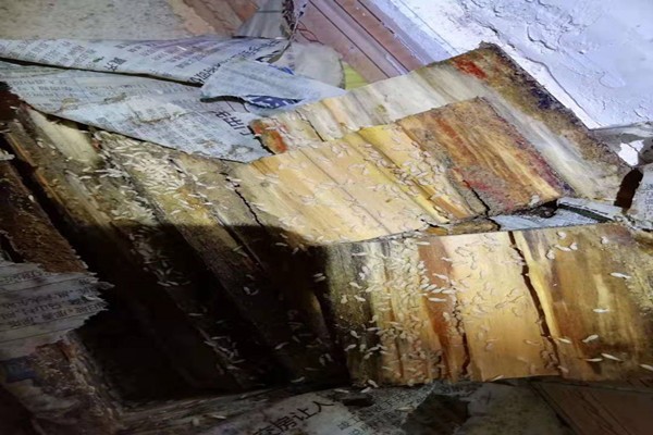 珠海中山別墅防治白蟻廠家-咨詢(xún)這家 珠海中山別墅防治白蟻廠家-咨詢(xún)這家