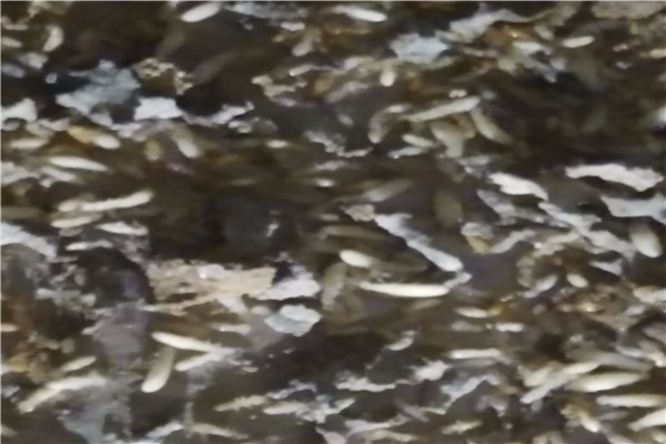 珠海廠區(qū)白蟻預(yù)防可靠選擇滅白蟻公司【白蟻治理】